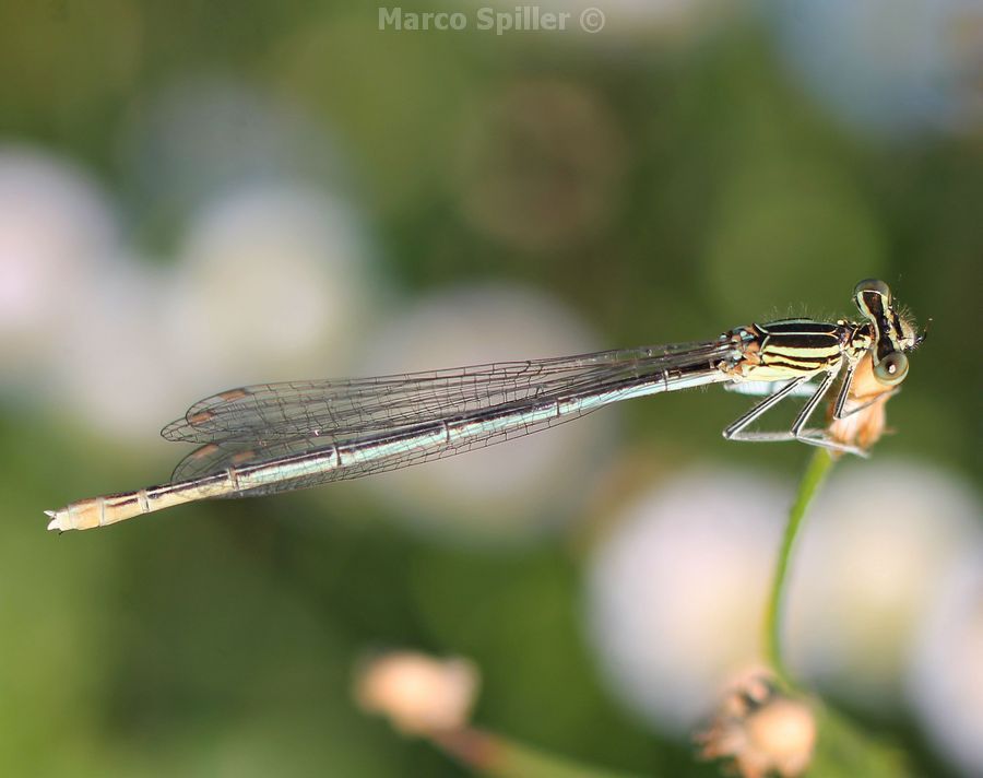 Platycnemis pennipes